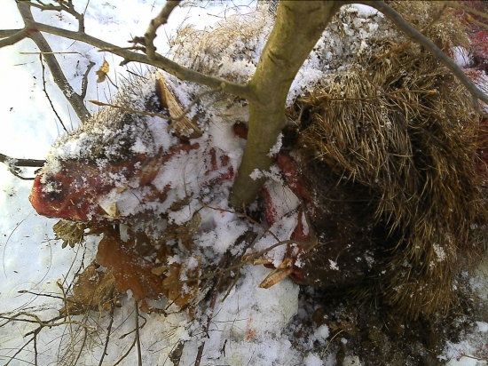 Kanec -  vysledok spoločnej polovačky