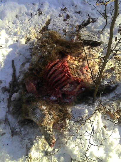 Kanec -  vysledok spoločnej polovačky2