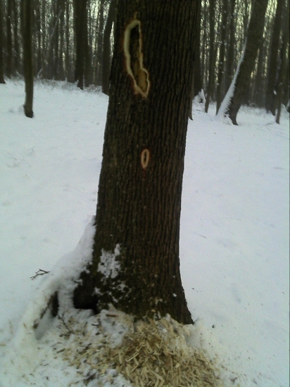 Praca lesneho lekara