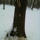 Praca lesneho lekara