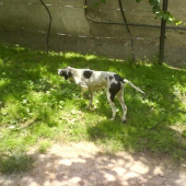 vystavovanie holuba na dvore