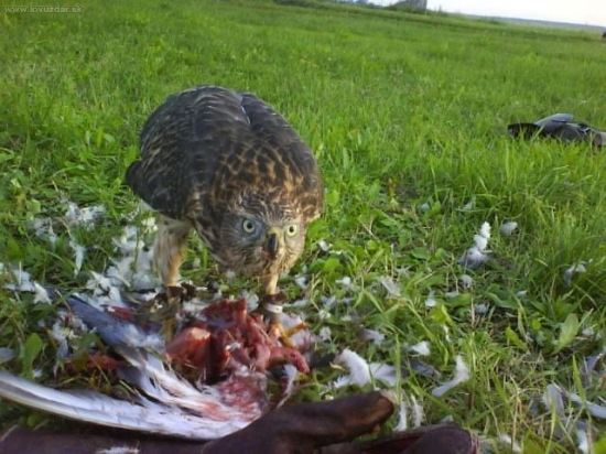 tekto som sa učil loviť...mňam