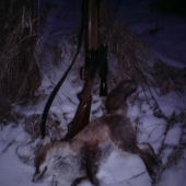 trojkrálová líška