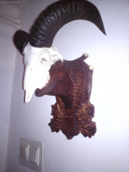 Kamarátov muflón