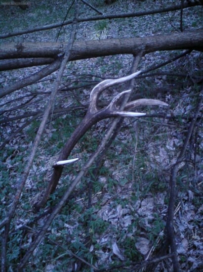 neveril som vlastným očiam