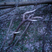 neveril som vlastným očiam