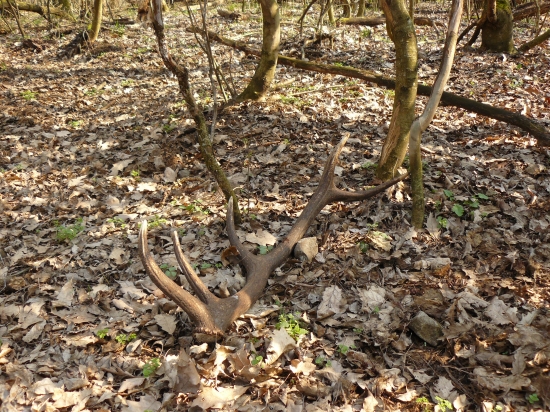 výsledok včerajšej prechádzky