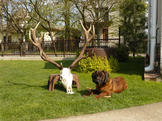 Famír a jeho prvá trofej (úhyn)