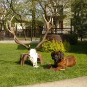 Famír a jeho prvá trofej (úhyn)