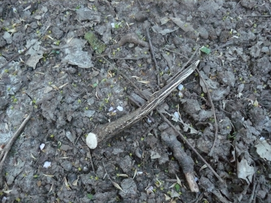 Zhod z daniela (špicáka)