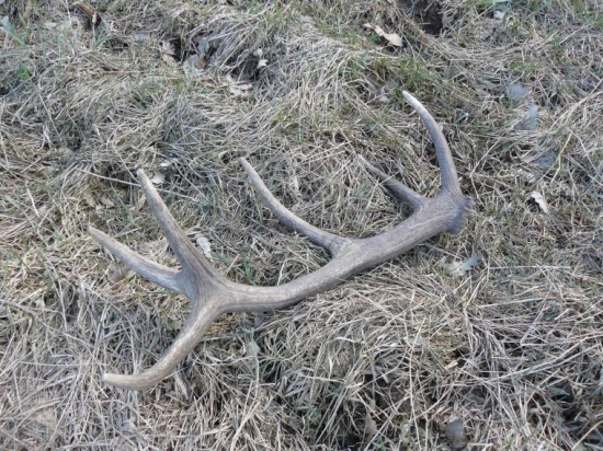 včerajší 12-torák