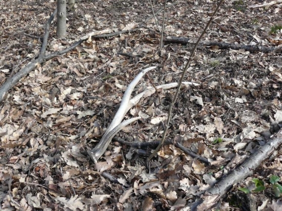 vlaňajší 6-torák