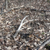 vlaňajší 6-torák