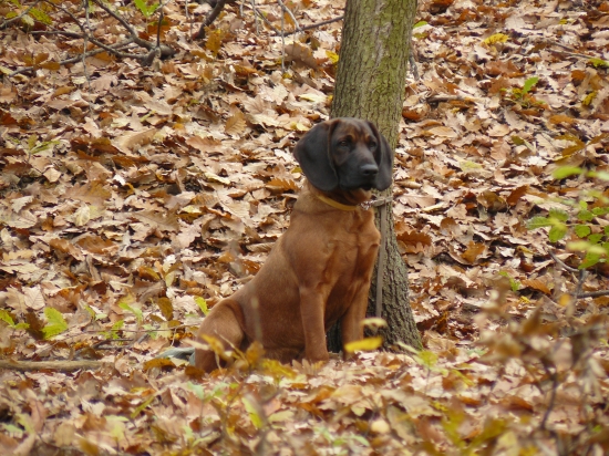 Učil som ho odloženie...