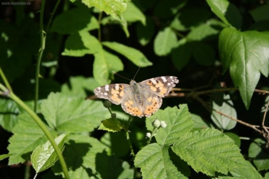 motyl na malinach...