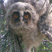 Mláďa myšiarky ušatej