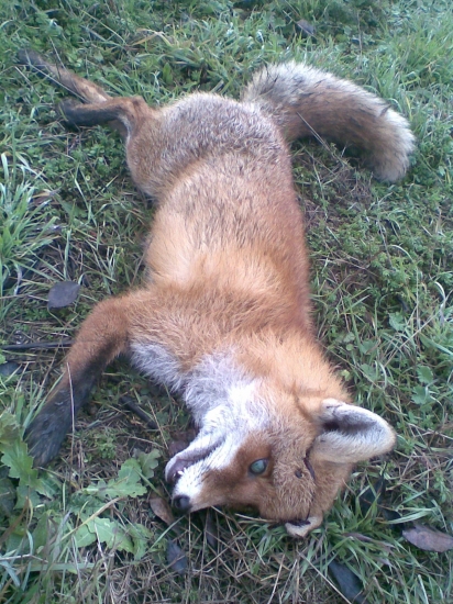 Lyšiak chytený do siete