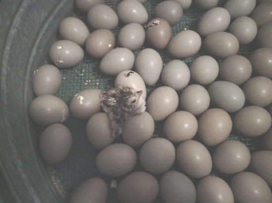 Začiatok liahnutia malých bažantov