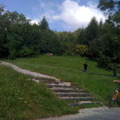 Jelen na kraji sidliska