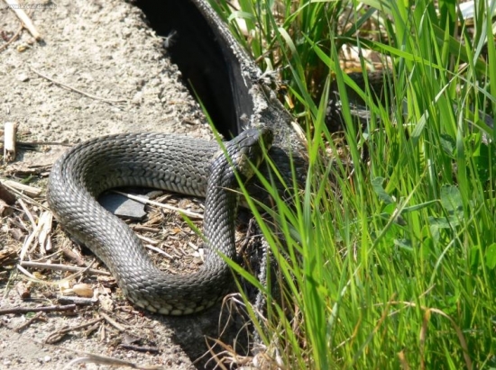 takmer dvojmetrová...