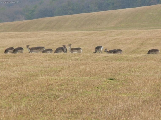 Dančia