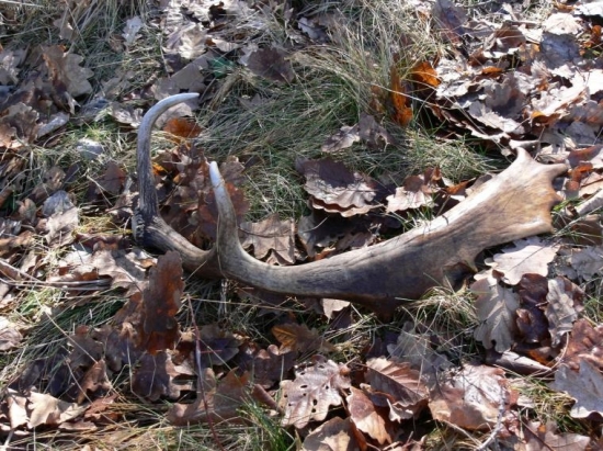 trosku neskorsie najdeny..