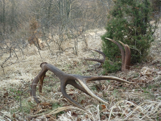 Borievkové trojkiláše...