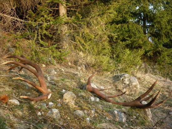 Starý známy opäť nesklamal.