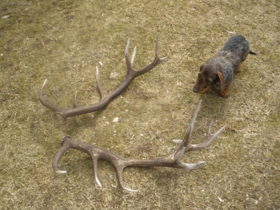 nepravidelný 16- rák