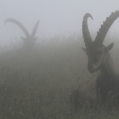 Alpensteinbock