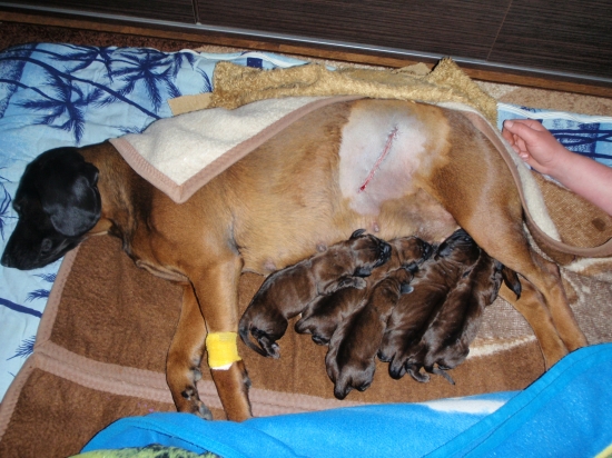 takto sme dopadli po nočnej návšteve veterinára..