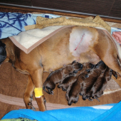 takto sme dopadli po nočnej návšteve veterinára..