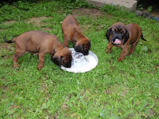 posledná večera v trojici