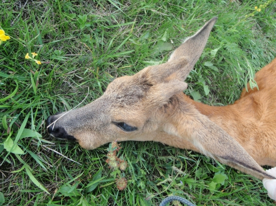 nosohltanová strečkovitosť