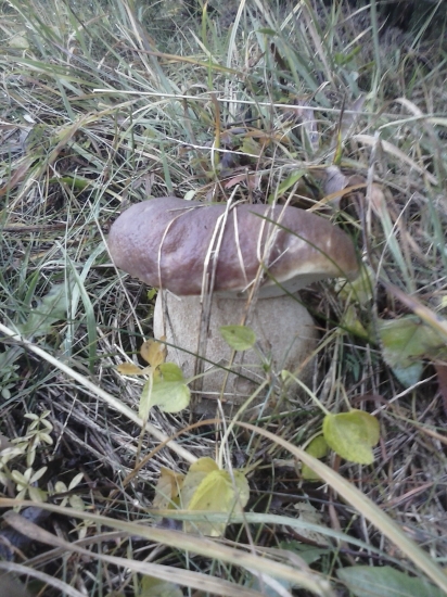 na dnešnej prechádzke lesom