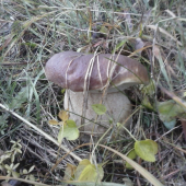 na dnešnej prechádzke lesom