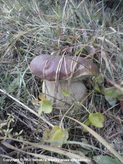 na dnešnej prechádzke lesom