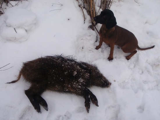 asi krutá daň zimy