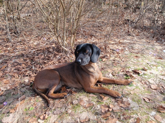 Axa hrochotská dolina