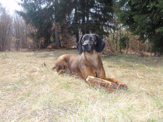 My špekačku a Axa drevo