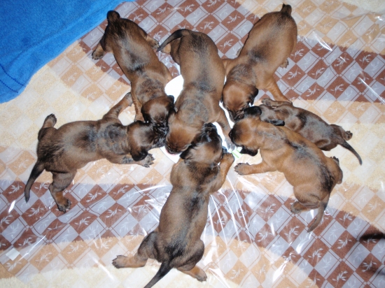 Dnes sme už papali samé