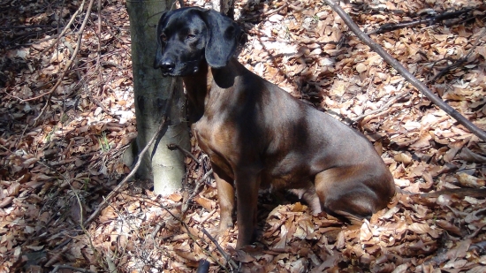 Axa hrochotská dolina