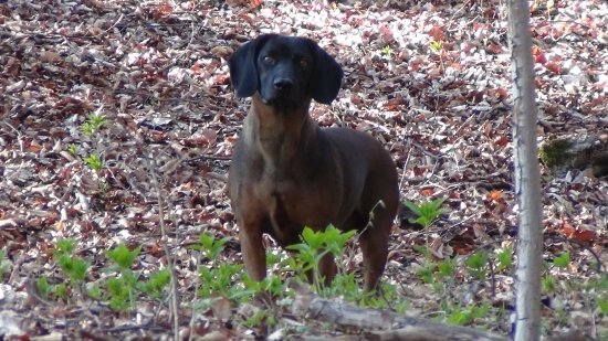 AXA hrochotská dolina