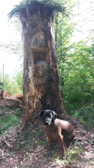 Čo neurobím pre zver a bývalých kamarátov...