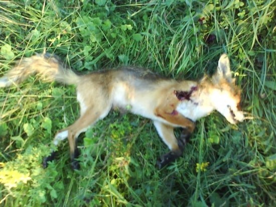 Chcela srnča dostala guľku