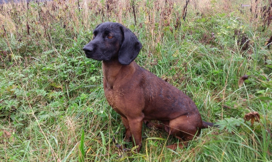 Už ani psovi dážď nevadí