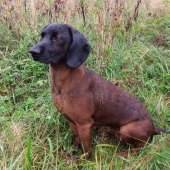 Už ani psovi dážď nevadí