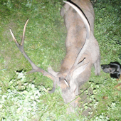 sv.Hubert ma vypočul a Diana dopriala..