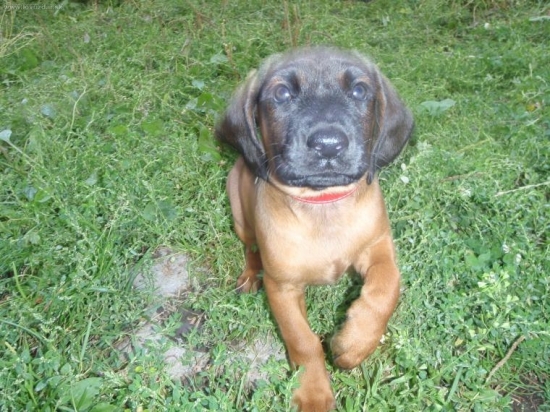 Môj vysnívaný sen-Axa