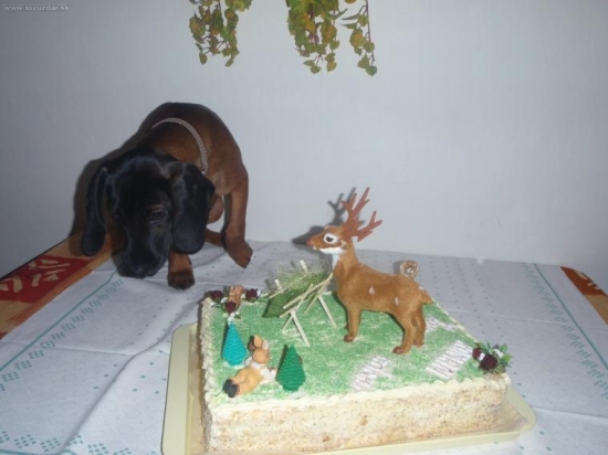 Za zloženie skúšok